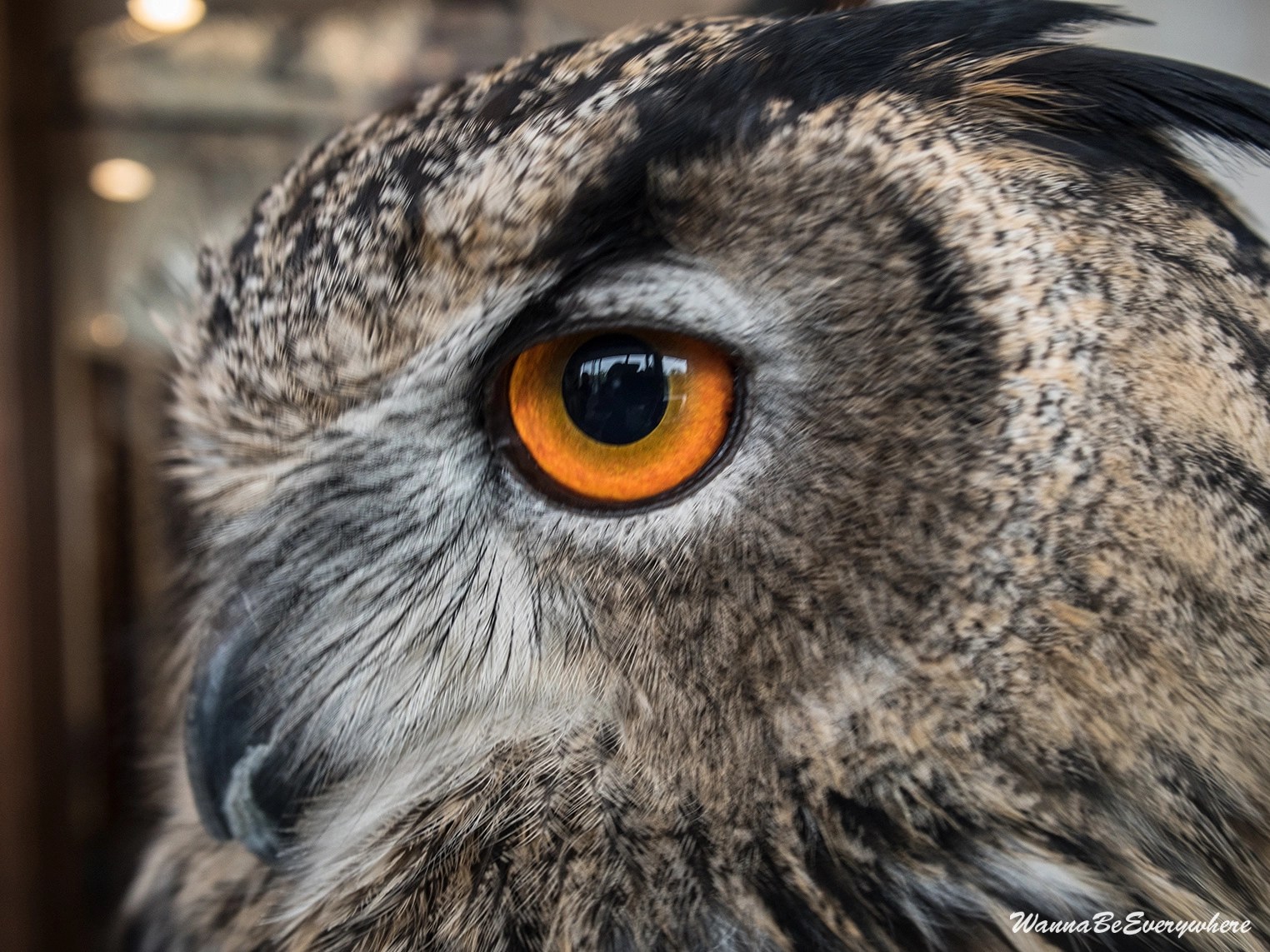 Owl cafe Owl cafe